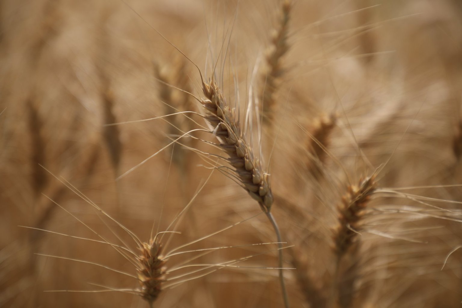 حاصلات گندم افغانستان امسال به ۵.۱ میلیون تن رسیده‌است