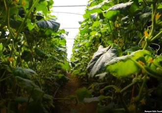 وزارت زراعت: ۸۸ سبزخانه در ننگرهار ساخته می‌شود