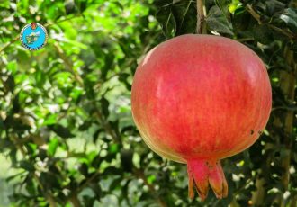 پیش‌بینی وزارت زراعت: حاصل درختان انار فراه امسال به ۱۵۰ هزار تُن خواهد رسید