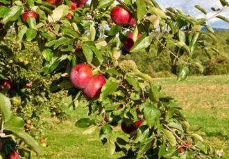 حاصلات سیب در بامیان، افزایش یافته‌ است