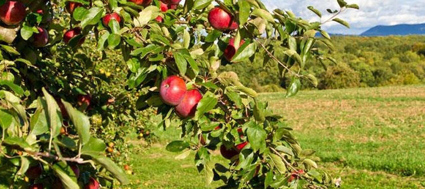 حاصلات سیب در بامیان، افزایش یافته‌ است