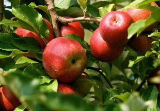 حاصلات سیب دایکندی به ۳۵ هزار تن رسید