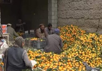 افزایش پنج برابری حاصلات نارنج در ننگرهار