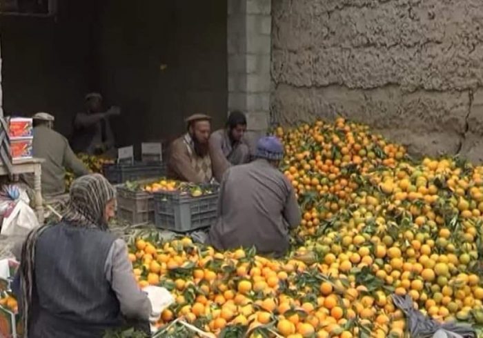 افزایش پنج برابری حاصلات نارنج در ننگرهار