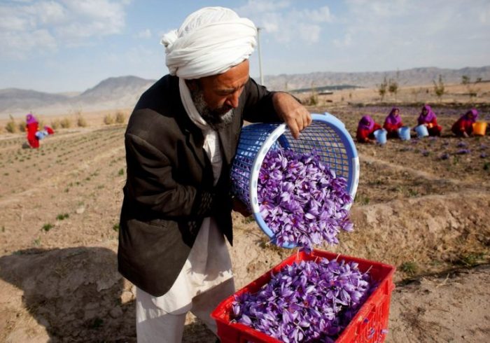 نگرانی‌ها از قاچاق زعفران؛ وزارت زراعت: زعفران افغانستان به ۳۱ کشور جهان صادر می‌شود