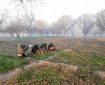 فقر و بیکاری؛ زنان نان‌آور بلخ در جاده‌های مزار شریف سرگردان‌اند