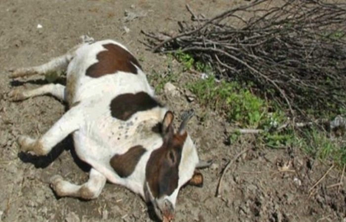 تلف شدن ۲۰۰ رأس گاو در زابل در پی شیوع بیماری ناشناخته