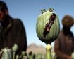 پوتین: قاچاق مواد مخدر در افغانستان رو به افزایش است
