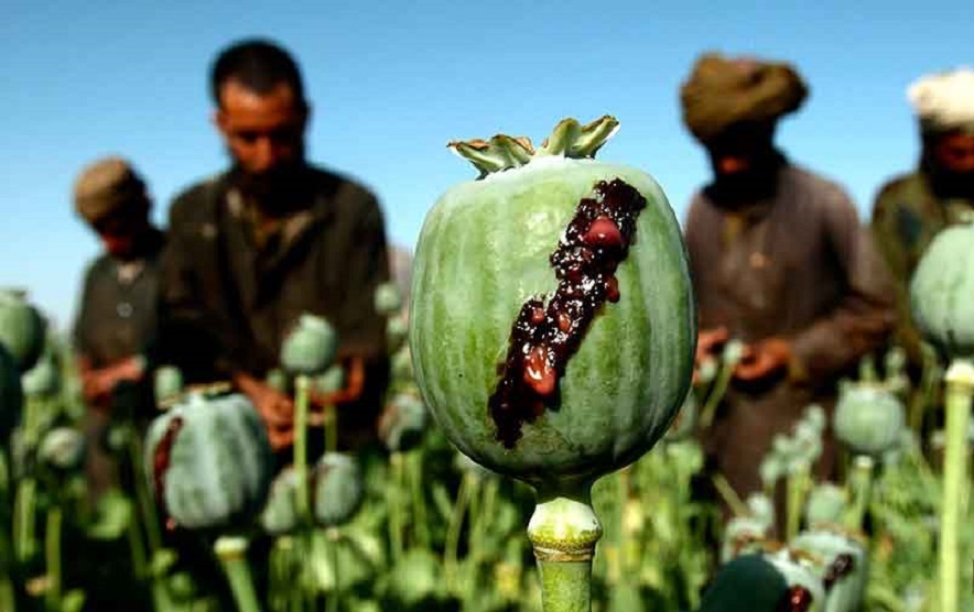 افزایش ۵۰ درصدی قیمت مواد مخدر در افغانستان