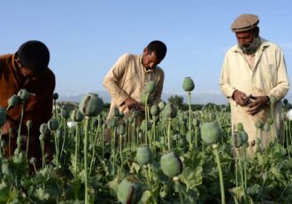 سیگار: افغانستان اکنون هم بزرگ‌ترین تولید کننده مواد مخدر در جهان است