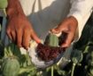 ممنوعيت کشت خشخاش در افغانستان؛ کاهش توليد ۸۰ درصدی تریاک