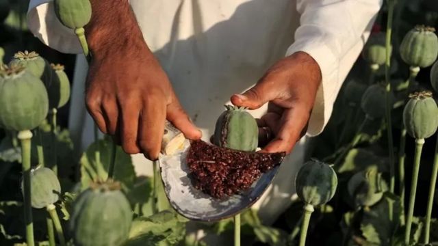 ممنوعيت کشت خشخاش در افغانستان؛ کاهش توليد ۸۰ درصدی تریاک