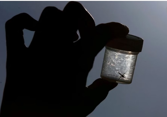 مشاهده اولین موارد مالاریا در آمریکا پس از ۲۰ سال