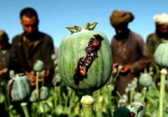 رد گزارش سازمان ملل در باره افزایش تولید موادمخدر در کشور از جانب طالبان