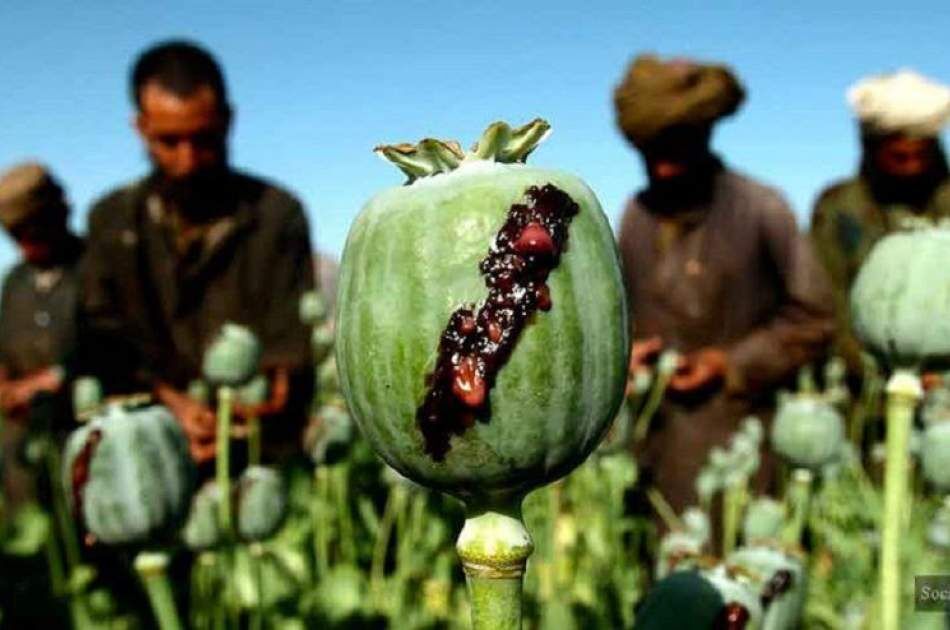 رد گزارش سازمان ملل در باره افزایش تولید موادمخدر در کشور از جانب طالبان
