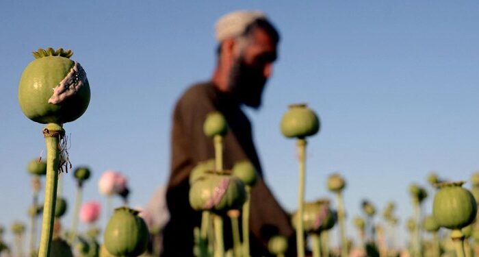 موفق ترین مبارزه در تاریخ بشر در حوزه تریاک / تلگراف: تولید تریاک در افغانستان ۸۰ درصد کاهش یافت