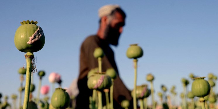 موفق ترین مبارزه در تاریخ بشر در حوزه تریاک / تلگراف: تولید تریاک در افغانستان ۸۰ درصد کاهش یافت