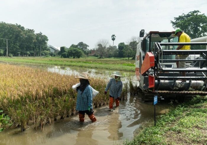 قیمت برنج در آسیا به بالاترین سطح خود در ۱۵ سال گذشته رسید