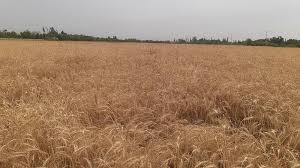 وزیر زراعت:حاصلات گندم نسبت به سال گذشته افزایش یافته است