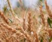 وزارت زراعت: فرآورده‌های گندم۱۳درصد افزایش یافته است