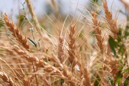 وزارت زراعت: فرآورده‌های گندم۱۳درصد افزایش یافته است