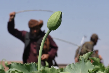 کشت کوکنار در افغانستان ۹۵ درصد کاهش یافته است