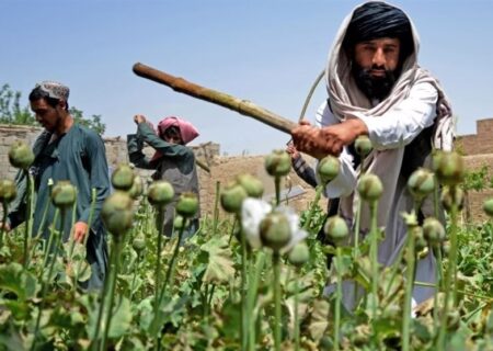 طالبان افزایش کشت مواد مخدر در افغانستان را تکذیب کرد