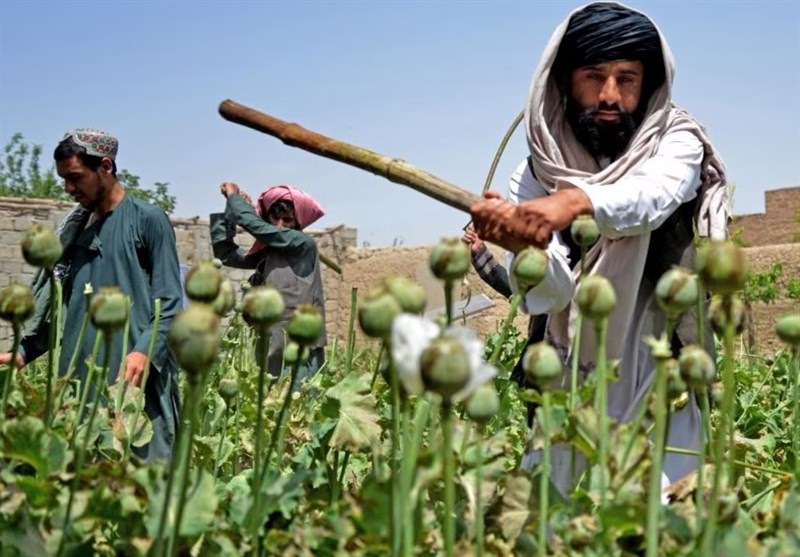 طالبان افزایش کشت مواد مخدر در افغانستان را تکذیب کرد