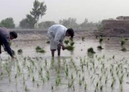 اداره احصائیه: در سال جاری ۹ درصد تولید برنج افزایش داشته است