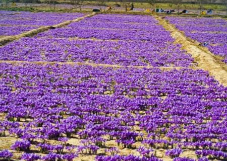 اتحادیه زعفران سال گذشته بیش از ۴۰ تُن زعفران را جمع‌آوری کردیم