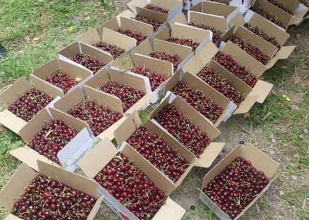 نزدیک به ۵۰ تُن گیلاس ولایت پنجشیر به هندوستان صادر می شود
