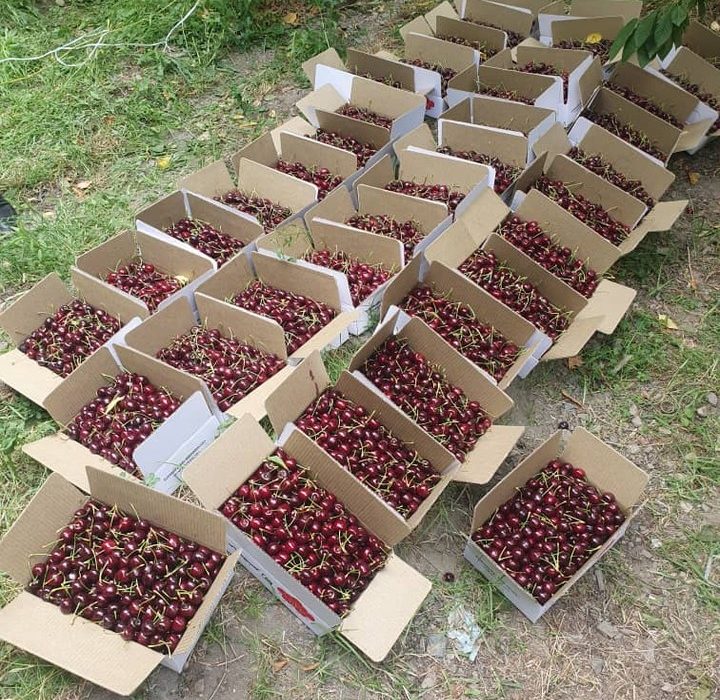 نزدیک به ۵۰ تُن گیلاس ولایت پنجشیر به هندوستان صادر می شود