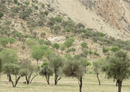 کمیته ای برای حفاظت از جنگل‌های پسته در سمنگان تشکیل شد