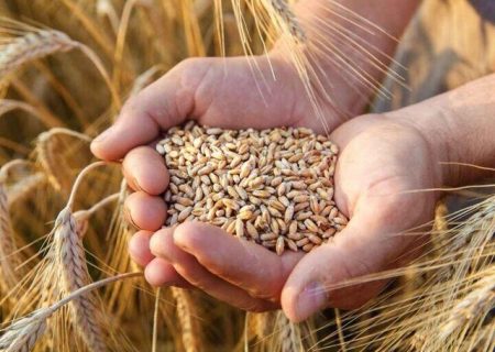 گندم‌های مازاد دهاقین شمال شرق کشور خریداری شده و در سیلوی پلخمری بغلان ذخیره می‌شوند
