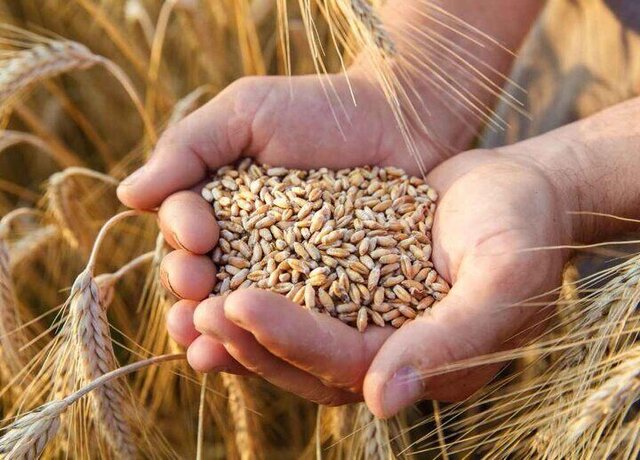 گندم‌های مازاد دهاقین شمال شرق کشور خریداری شده و در سیلوی پلخمری بغلان ذخیره می‌شوند