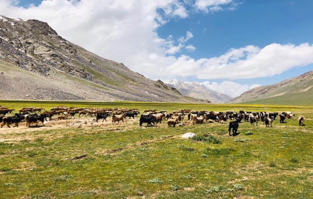 طالبان از آغاز روند تثبیت و سروی علفچرها در ولایت بدخشان خبر میدهند