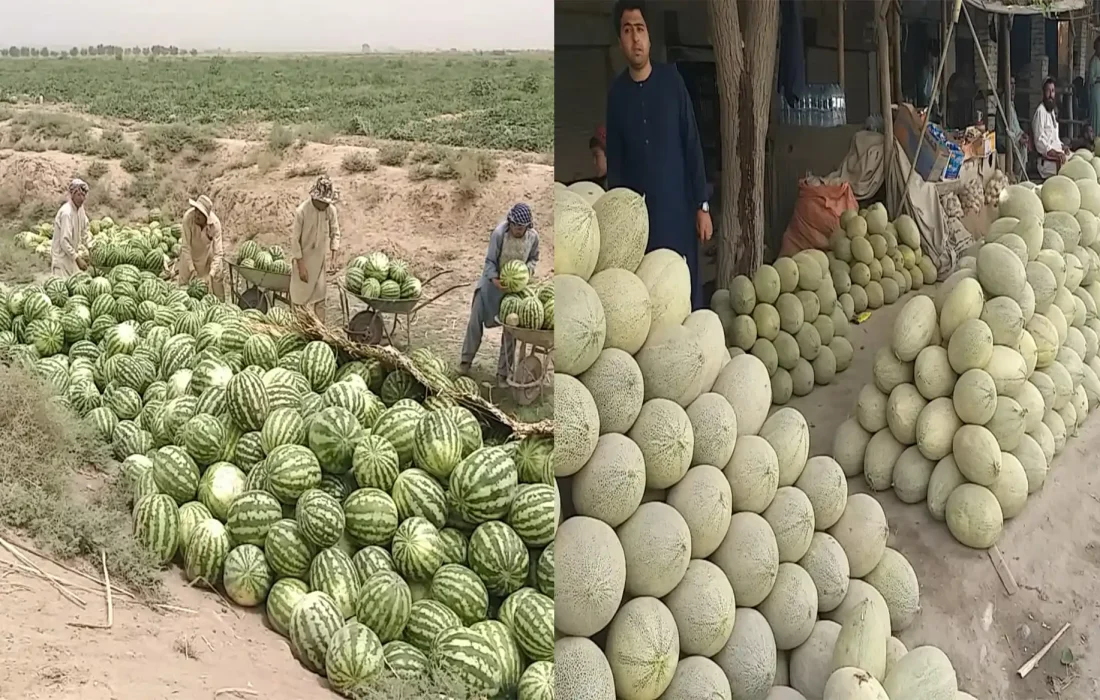 محصولات تربوز و خربوزه در ولایت بغلان افزایش ۱۵ درصدی داشته است