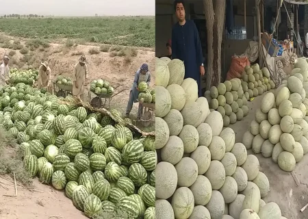 محصولات تربوز و خربوزه در ولایت بغلان افزایش ۱۵ درصدی داشته است