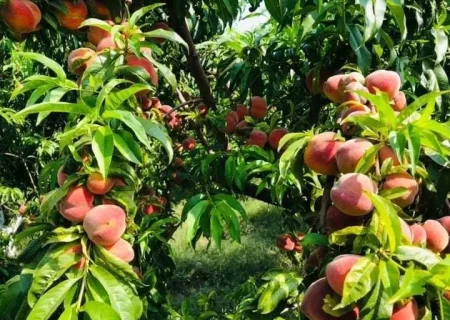 علاقه‌مندی به باغداری در کندز افزایش یافته است