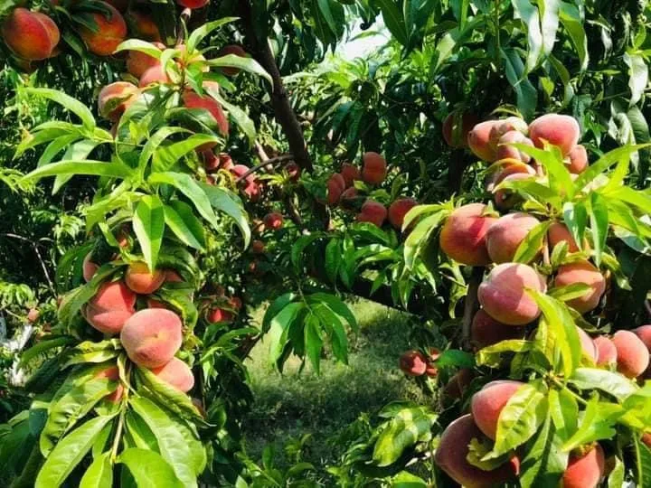 علاقه‌مندی به باغداری در کندز افزایش یافته است