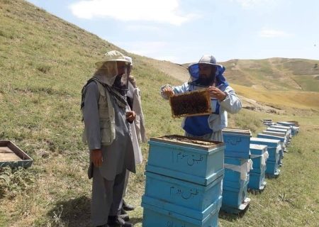 رونق زنبورداری در بدخشان؛ زنبورداران خواستار حمایت برای صادرات عسل شدند