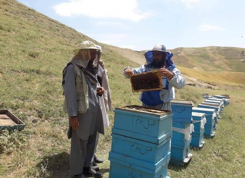 رونق زنبورداری در بدخشان؛ زنبورداران خواستار حمایت برای صادرات عسل شدند