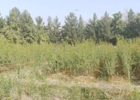 روند پیوند نهال‌های مثمر در فارم تحقیقاتی تالقان در ولایت تخار آغاز شد