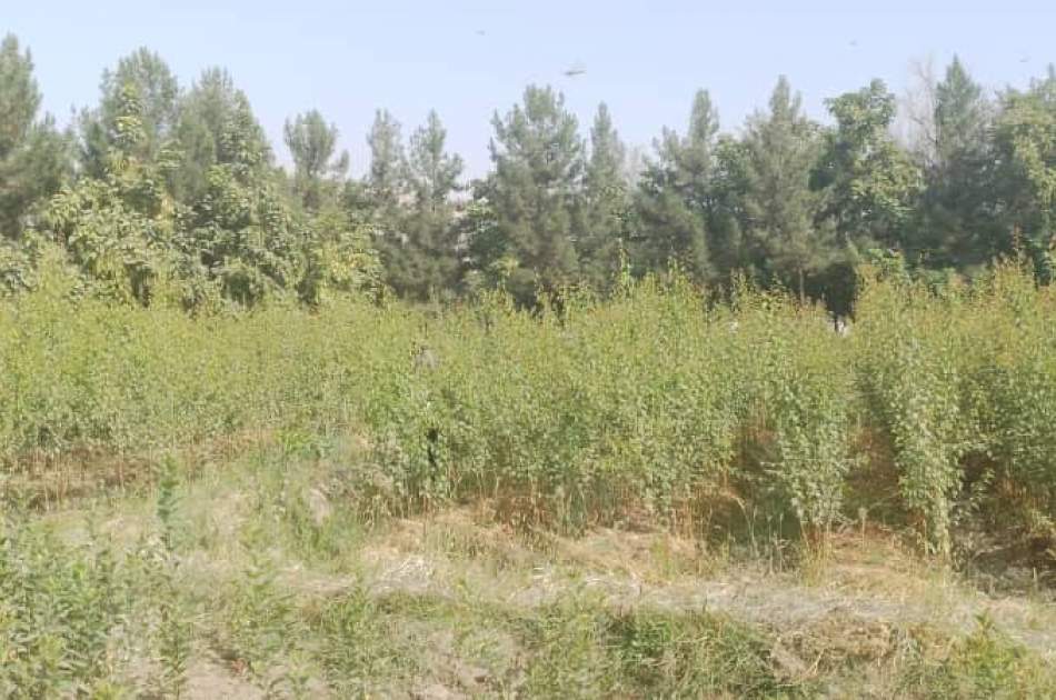 روند پیوند نهالهای مثمر در فارم تحقیقاتی تالقان در ولایت تخار آغاز شد