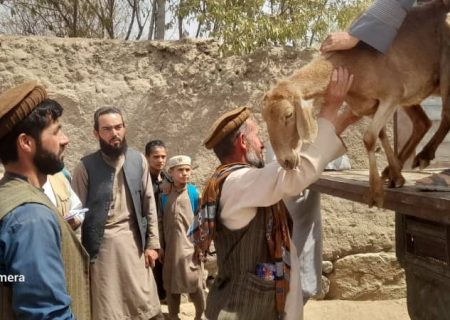 برای ۱۰ خانواده بی‌بضاعت در ولسوالی کلفگان تخار، ۴۰ گوسفند و تجهیزات تهیه لبنیات اهدا شد