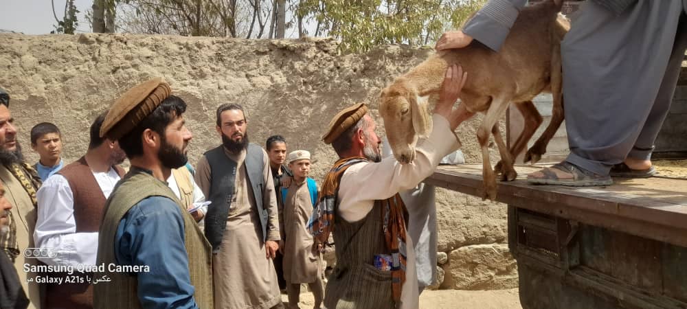 برای ۱۰ خانواده بیبضاعت در ولسوالی کلفگان تخار، ۴۰ گوسفند و تجهیزات تهیه لبنیات اهدا شد