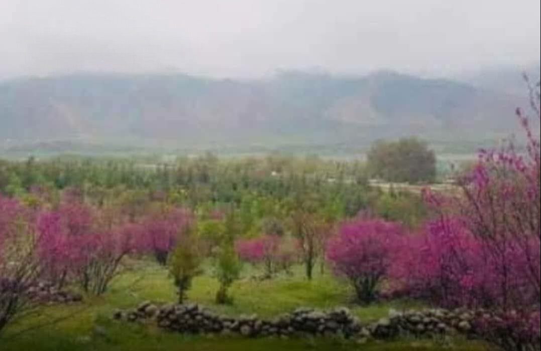«باغ ارغوان خطایان» تخار در معرض نابودی؛ استخراج غیرقانونی طلا توسط طالبان و مافیای طلا آغاز شد