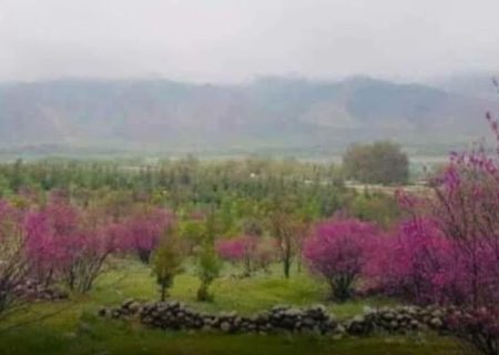 «باغ ارغوان خطایان» تخار در معرض نابودی؛ استخراج غیرقانونی طلا توسط طالبان و مافیای طلا آغاز شد