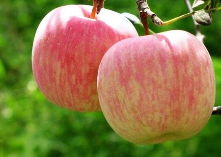 نبود سردخانه و بازار مناسب، باغداران تخار را به فروش ارزان سیب وادار کرد