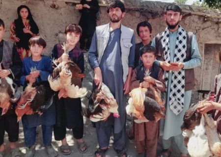 توزیع مرغ‌های تخم‌گذار در بدخشان؛ فرصتی برای خودکفایی و درآمدزایی زنان روستایی   